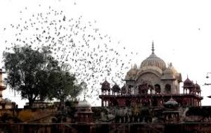 Moosi Maharani ki Chhatri 